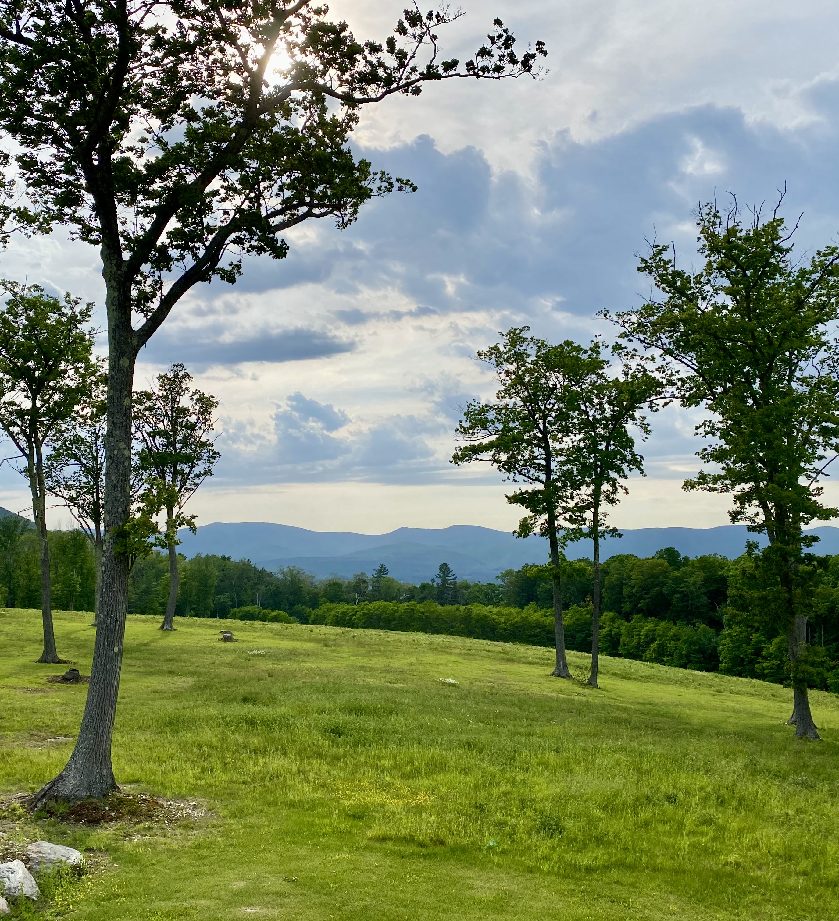Oak trees on the 976 Notch hillside at golden hour