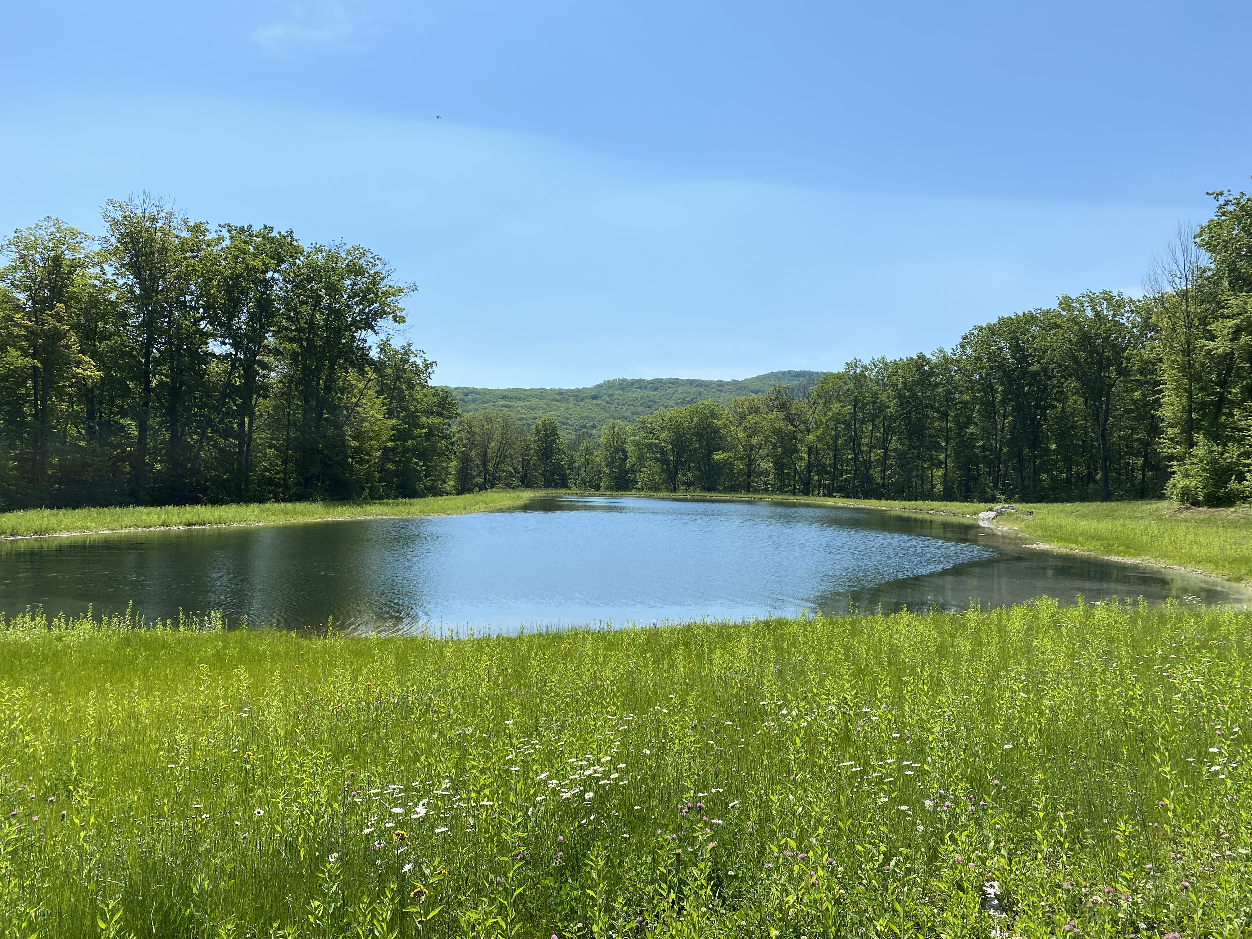 Natural pond surrounded by wildflowers and wooded hillside